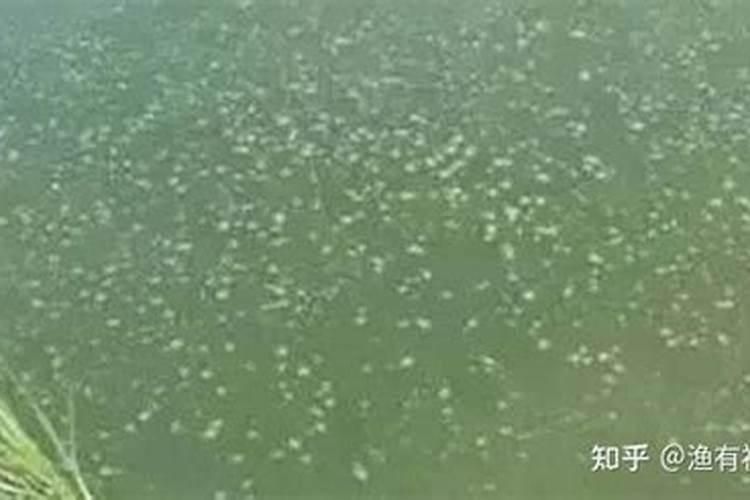 蓝藻爆发的原因及危害