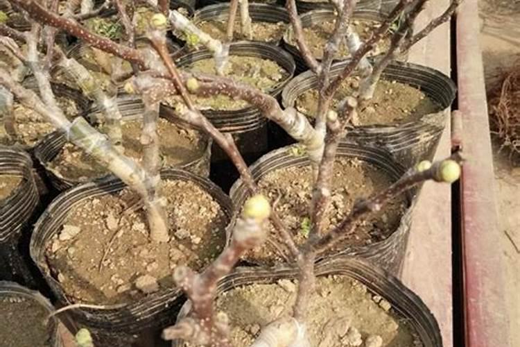 鱼塘下肥碳铵和磷肥能混合在一起