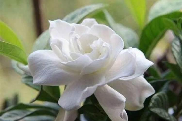 栀子花可以用复合肥吗