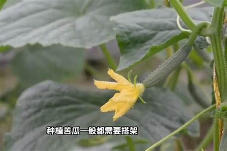 水果黄瓜怎么种植 水果黄瓜如何种植