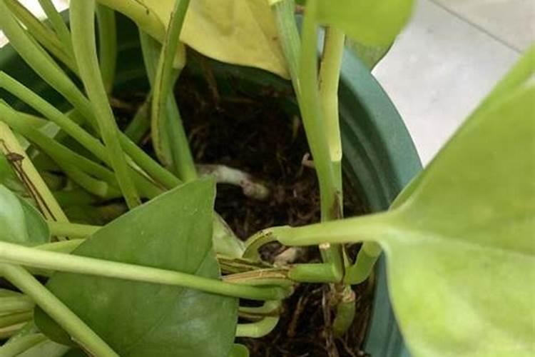 绿萝叶子黄了怎么救