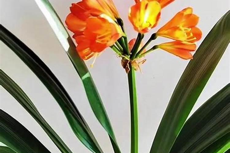 君子兰开花时需要施什么肥料？