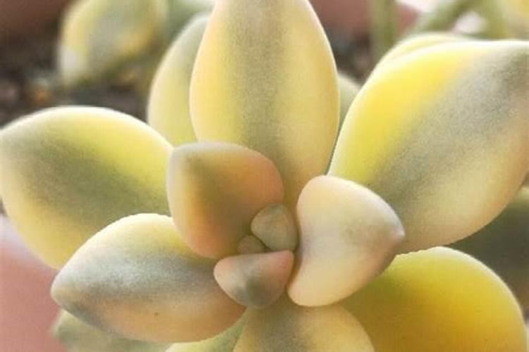 锦地罗这种植物,怎样养才能更旺？