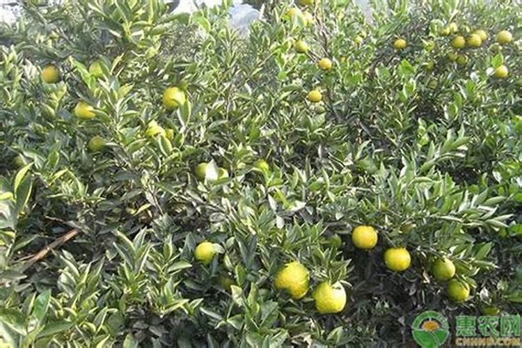 瓯柑施肥30斤水约多少复合肥