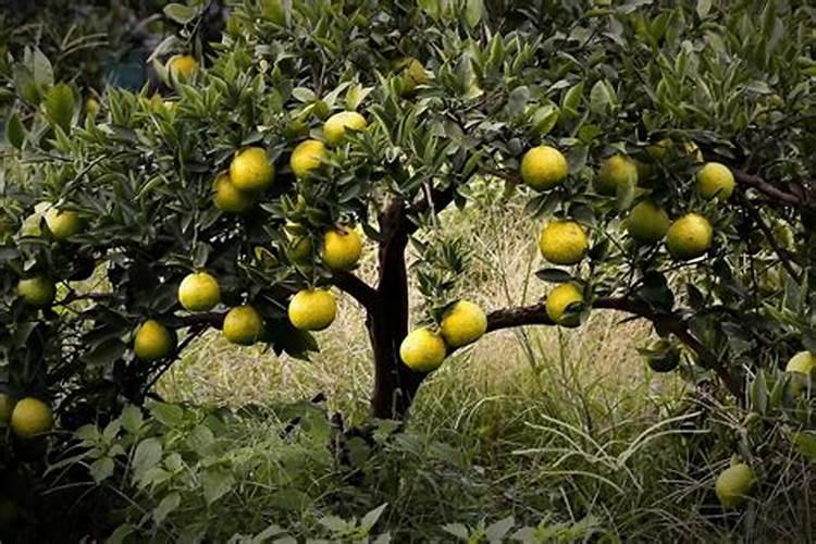 瓯柑什么时候栽种合适