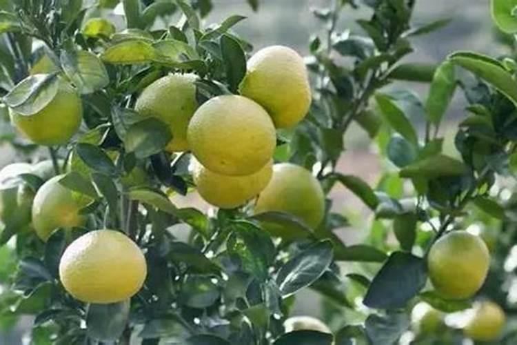 瓯柑什么时候栽种合适