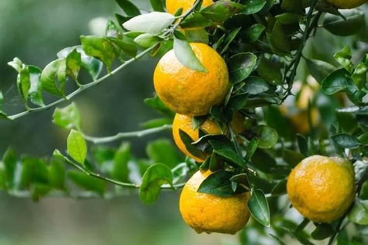 瓯柑什么时候季节采收