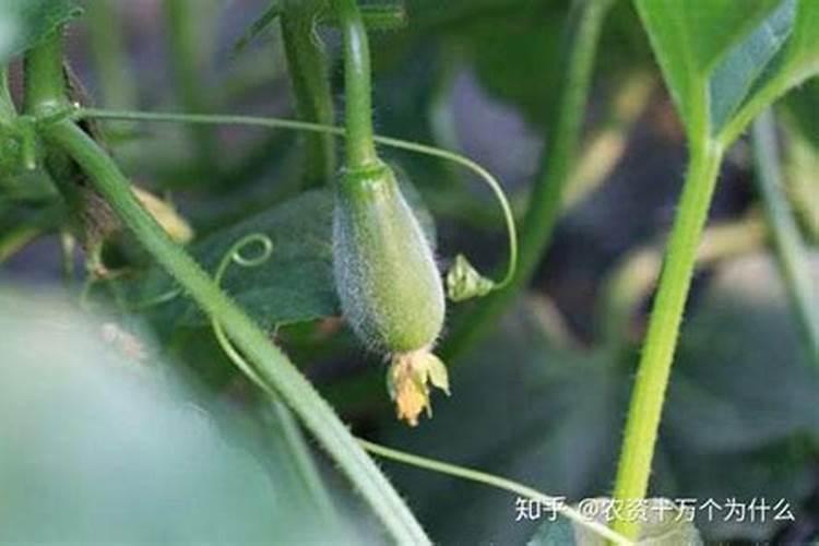 甜瓜膨大期用什么肥好