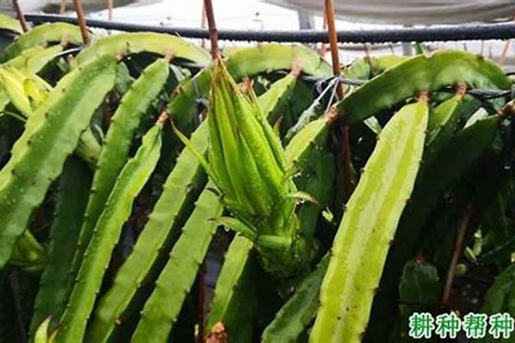 绿萝往下长的风水 绿萝的摆放禁忌