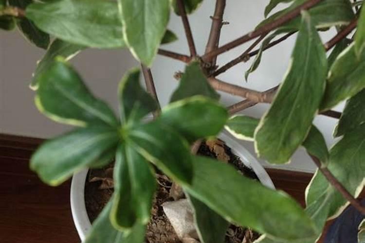 金边瑞香肥害怎么办？