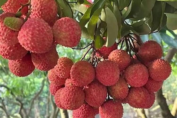 用什么叶面肥可以让荔枝熟得颜色好