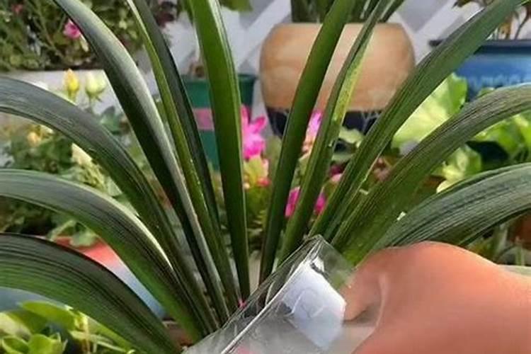夏季家庭怎么养护君子兰避免烂根