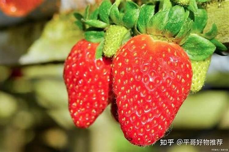 西红柿膨果期用什么肥好