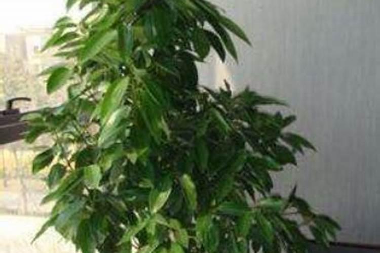 马铃薯种植到底用哪种钾肥好？该如何施好钾肥？