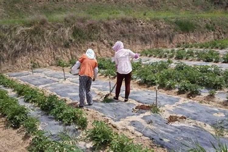 干旱天施肥方法及时间 干旱天施肥方法和时间