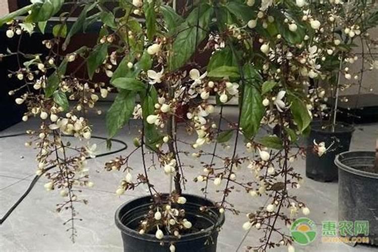 玉树冬天怎么浇水,冬季浇水方法