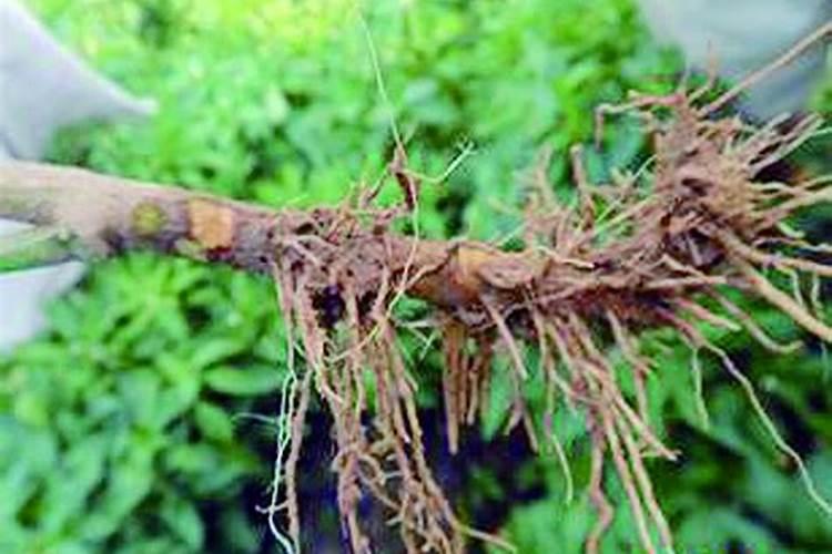 血橙种植技术详解 如何种植血橙