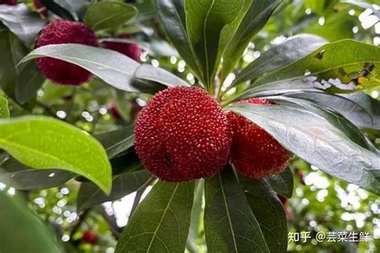 采取什么手段能让杨梅长得大还甜？