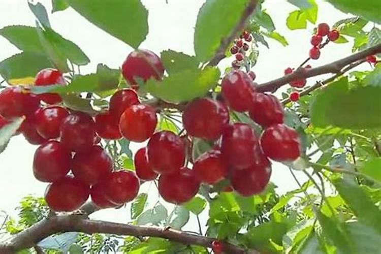 硼肥1克兑多少斤水