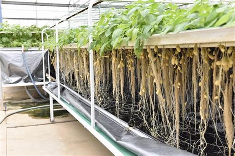 意大利生菜种植方法