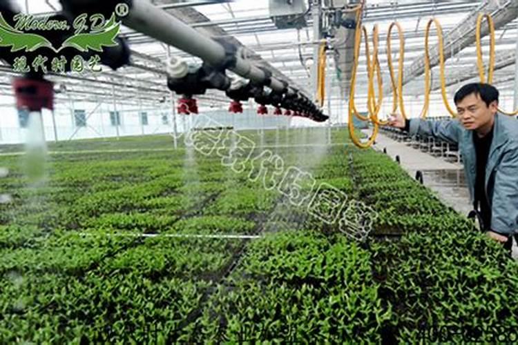 意大利生菜种植方法