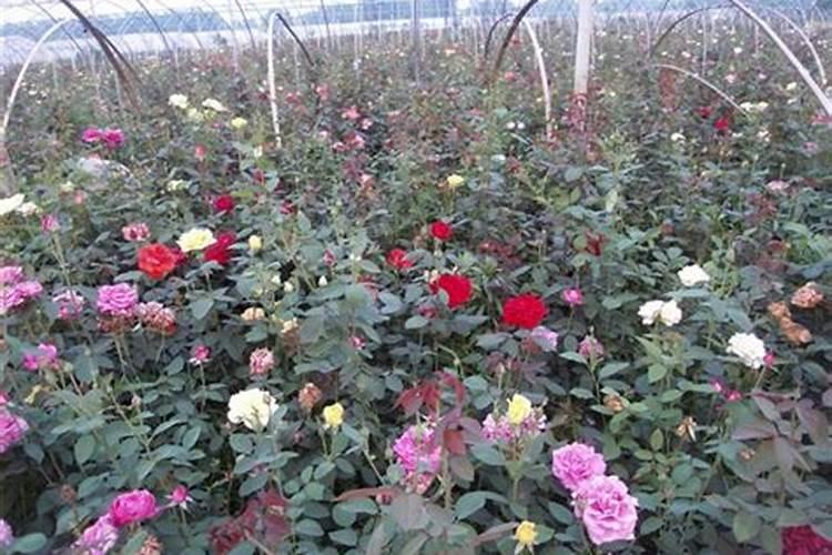 幸福树专用肥可以给月季花施肥吗