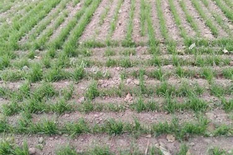 硼肥不能和什么一起用？如果使用错误会产生哪些影响？