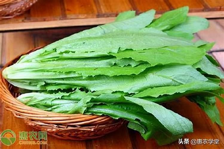 君子兰施什么肥容易开花