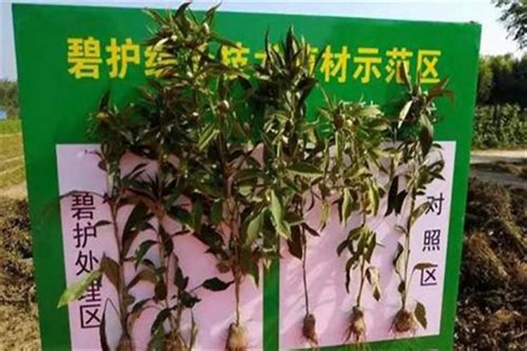 草莓碧护使用方法