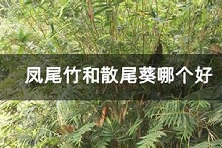 散尾葵如何施肥夏季