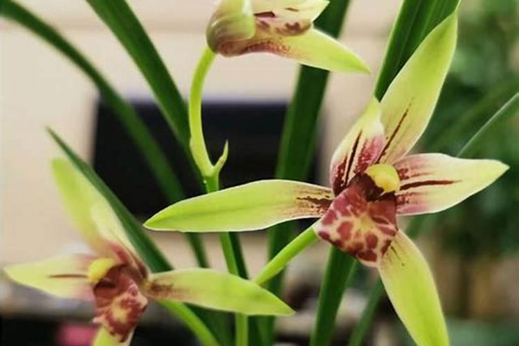 兰花有花蕾可以施肥吗,兰花施肥的六大注意事项