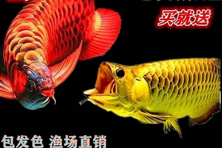 鱼蛋白肥料厂家前十名
