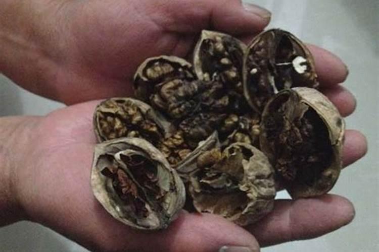 坏核桃仁可以当肥料养花吗