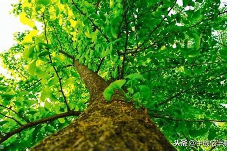 树苗怎么施肥