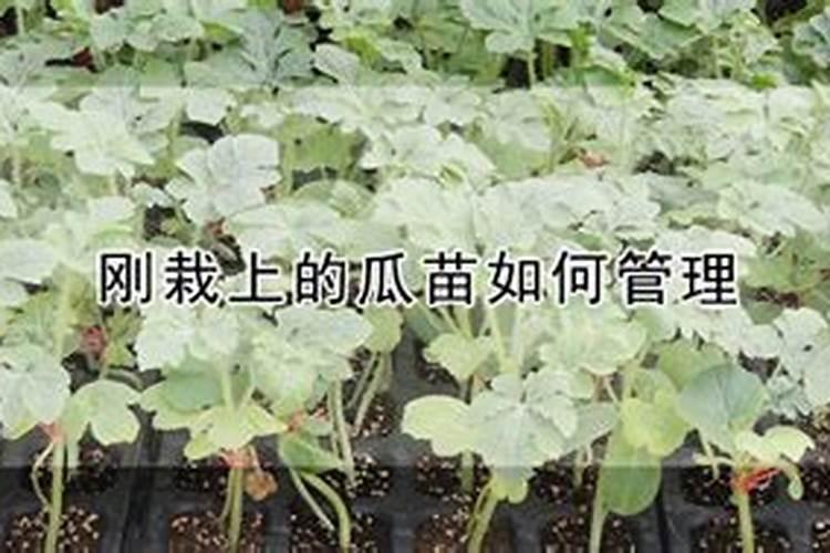 刚刚移栽的树可以施肥吗