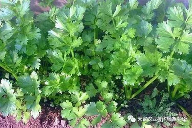 想让种植的生菜更高产,那该怎样使用钾肥呢？