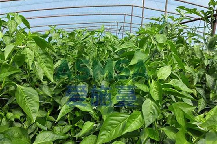 辣椒用什么养护方法可以让它开花结果