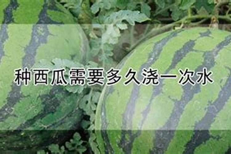 西瓜什么时候施肥？如何施肥？