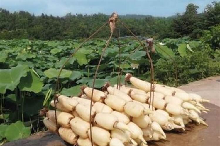 藕带的种植需要多少肥