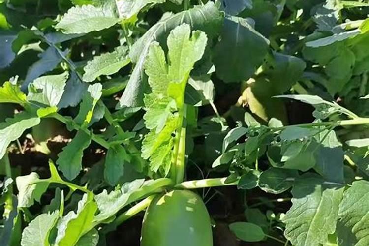 稍微大点的青菜用什么肥料