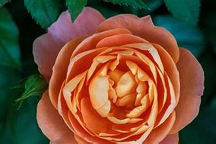 月季花多久施肥一次 月季花施肥时间