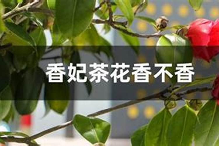 我想知道茶花有哪些特点和品质,它有哪些作用和价值!在哪里生长,耐寒冷...