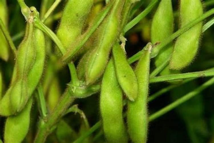 蓝莓用什么肥料最合适怎样给蓝莓施肥