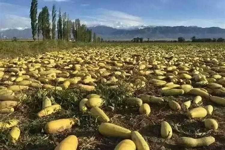 硫酸的用途有哪些