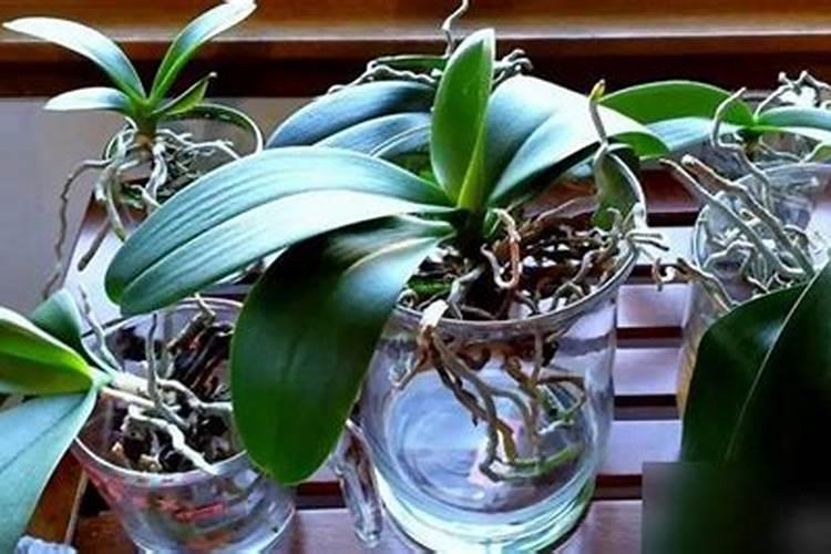 金正大16834水溶肥一袋多少斤什么价