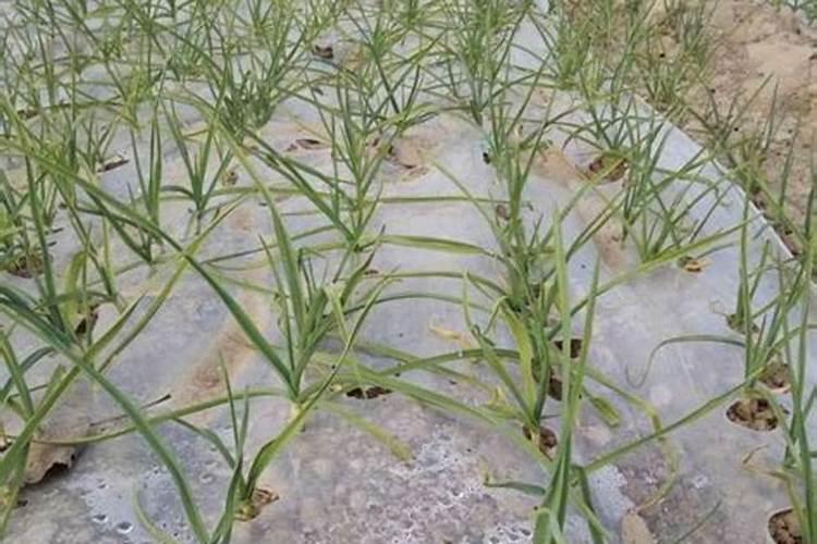 大蒜出土叶片发黄是病害还是肥料不足 大蒜出齐苗后能盖一层草木灰吗...