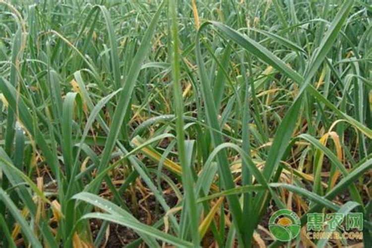 大蒜叶子发黄是什么原因