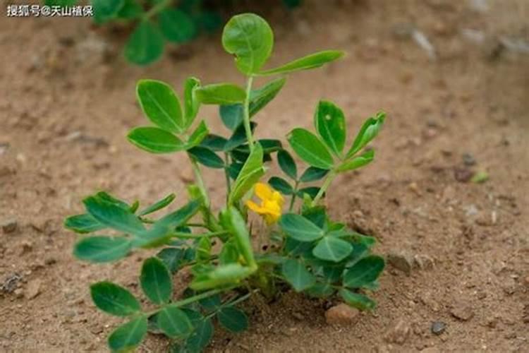 花生米埋土可做肥料吗 花生米埋土能做肥料吗