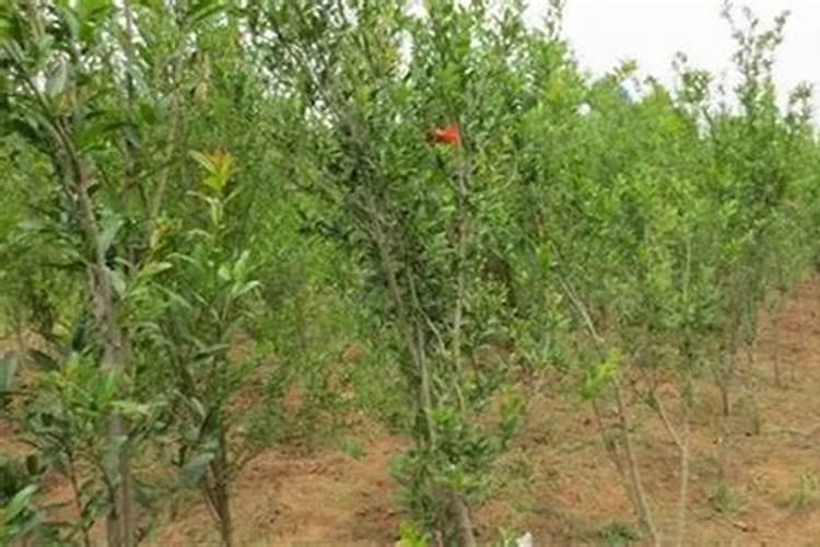 石榴为什么开花后就掉了 石榴开花后的养护方法