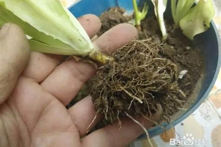 菜苗什么时候施肥 菜苗施肥的时间